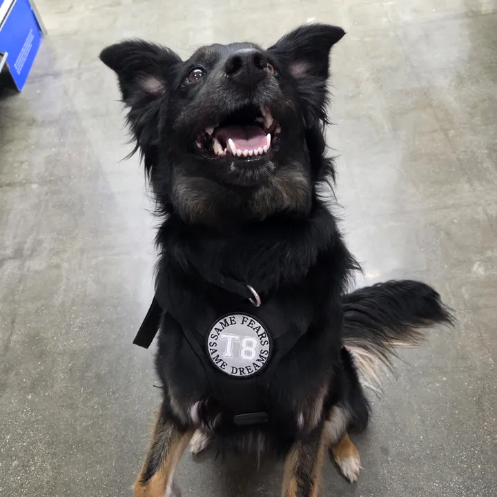 @service_aussie_mix