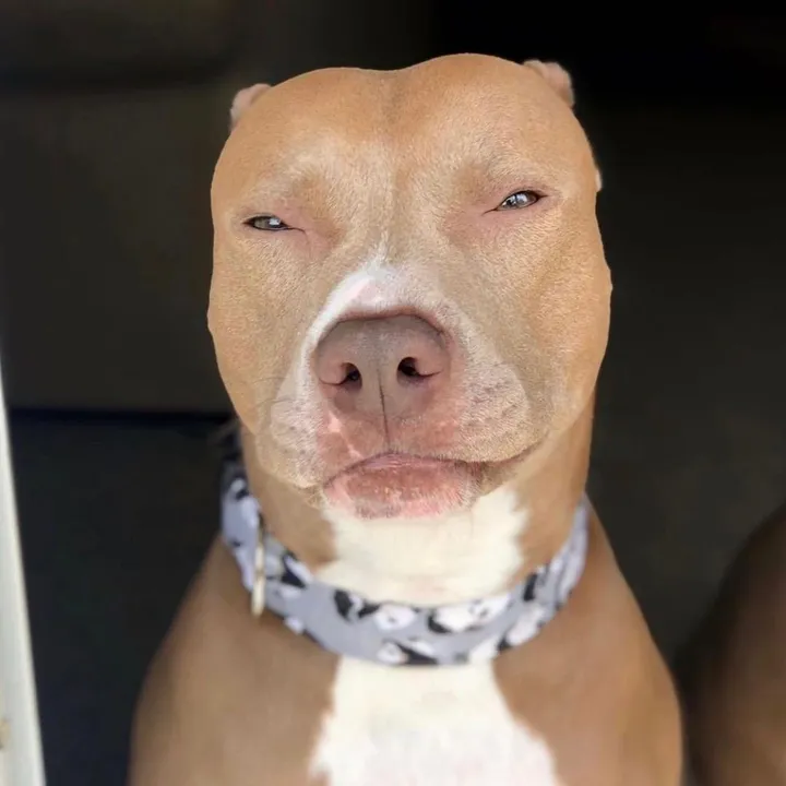@knight_thepit