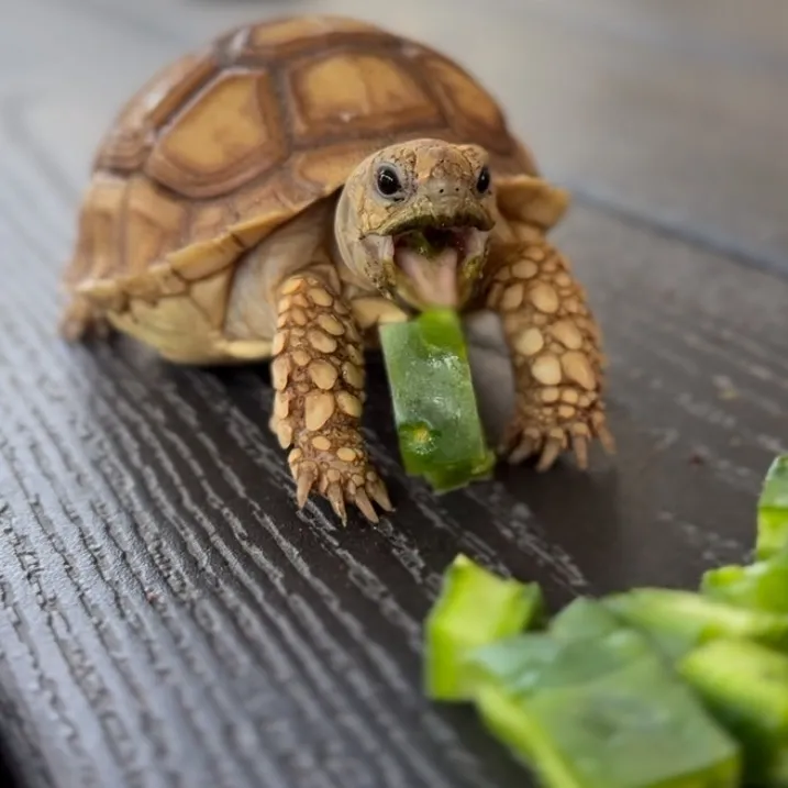 crazytortmom