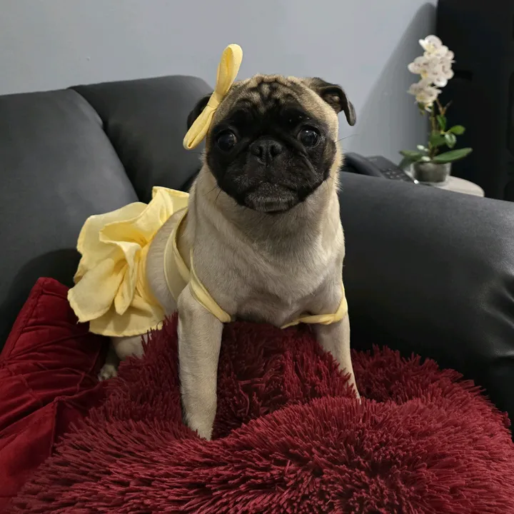 @lizzylapug