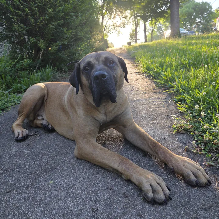 hercules.the.presa