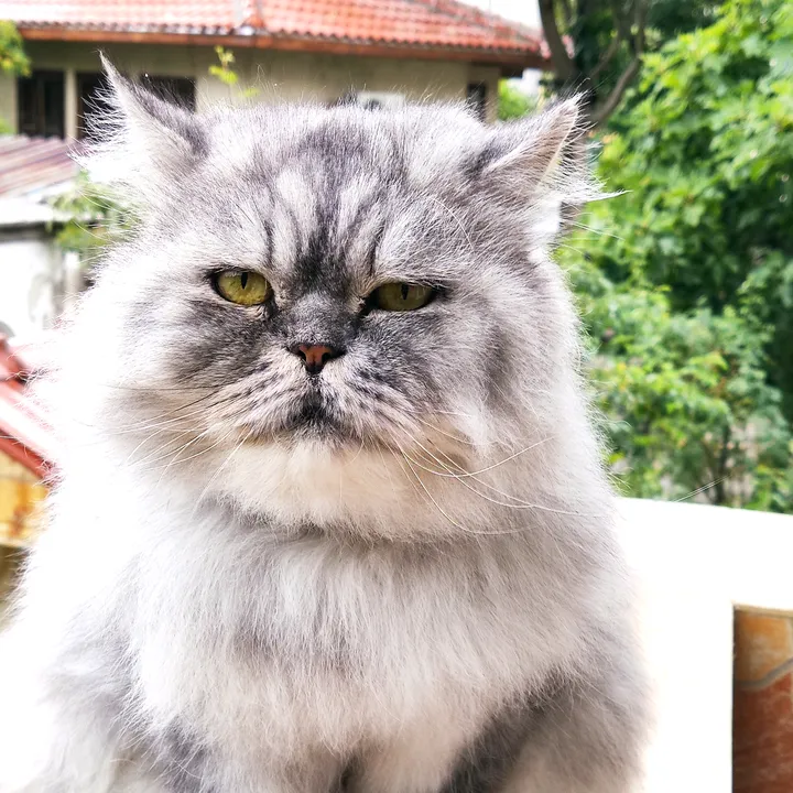 @fluffy_thepersiancat