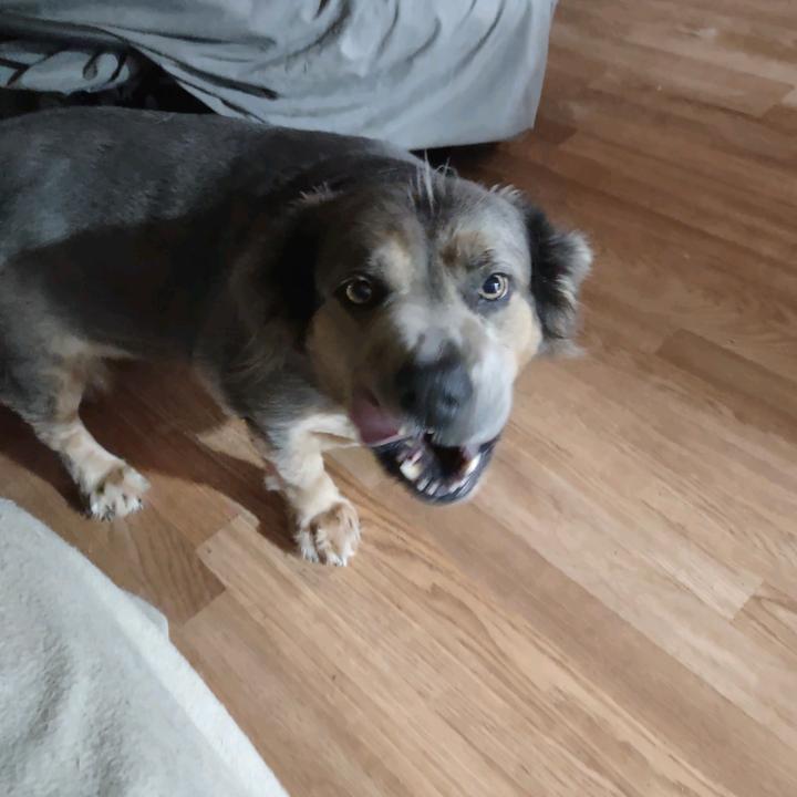 @toothless_old_guy