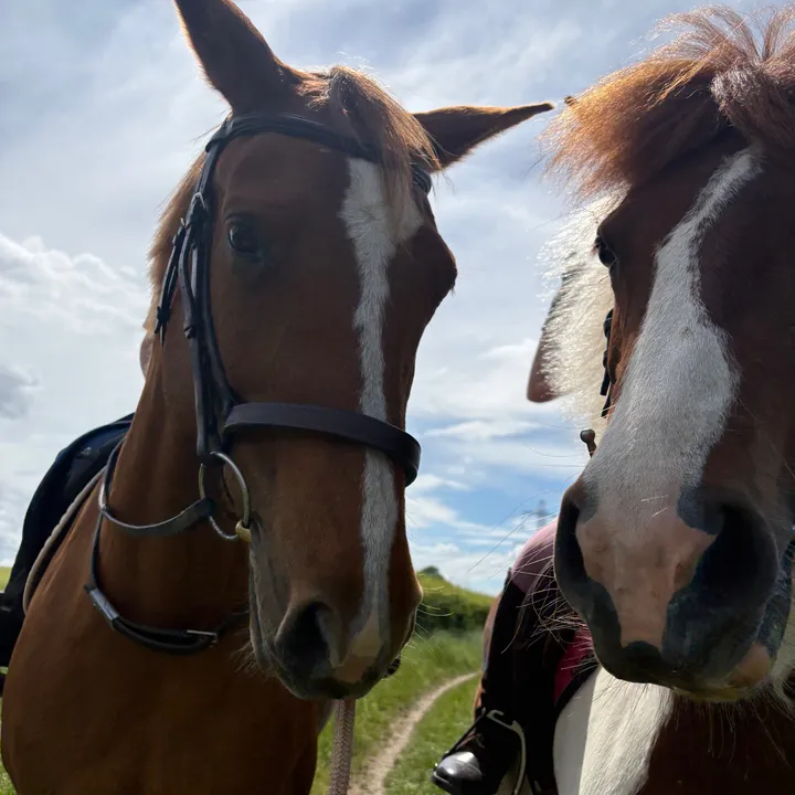 @lottievlogs_horses