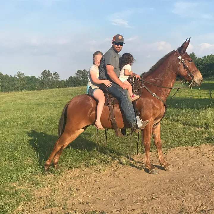 carmon_mules