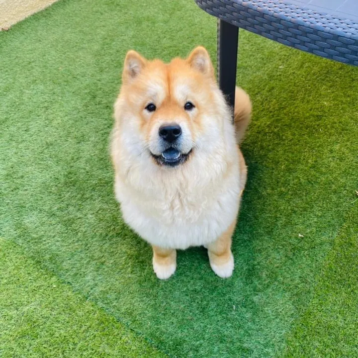 titi.chowchow