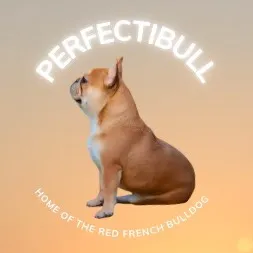 @perfectibull_uk