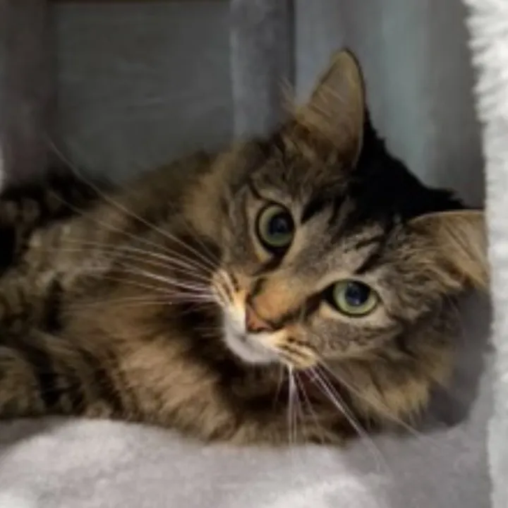 roxysnowballcats