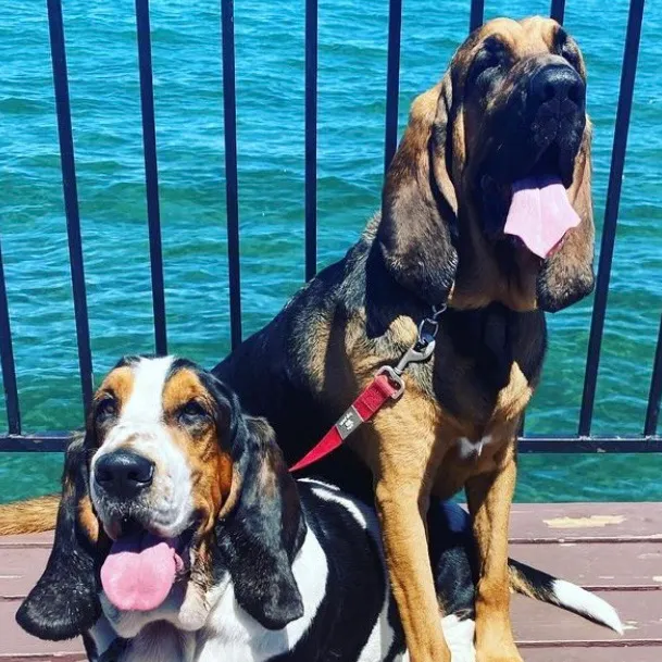 @ruledbyhounds