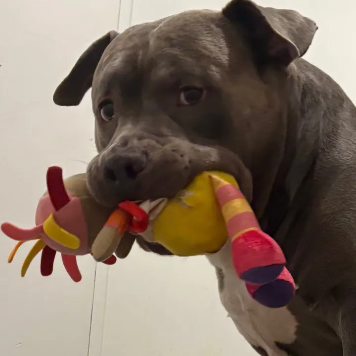 @uk__dogs