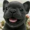 ghostofyourdog