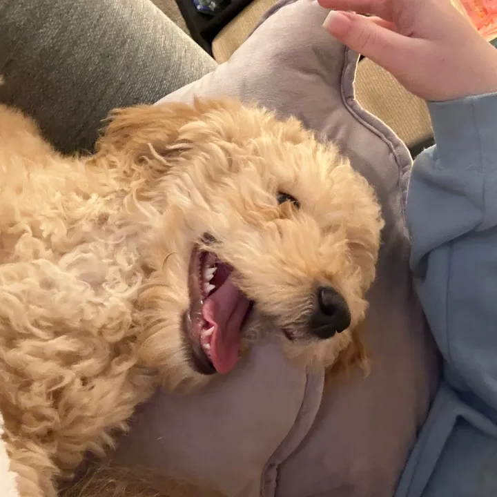 marley.the.labrad