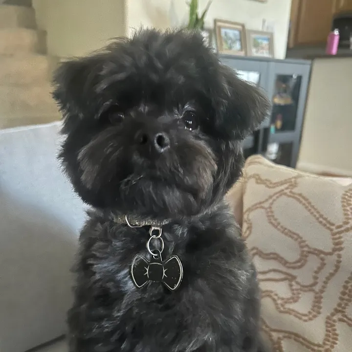 @cosmothebear1