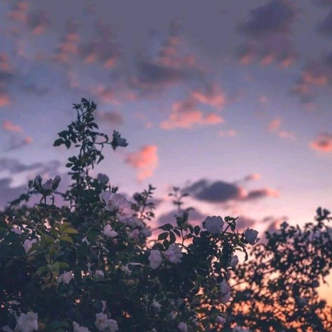 🦋 - suara asli