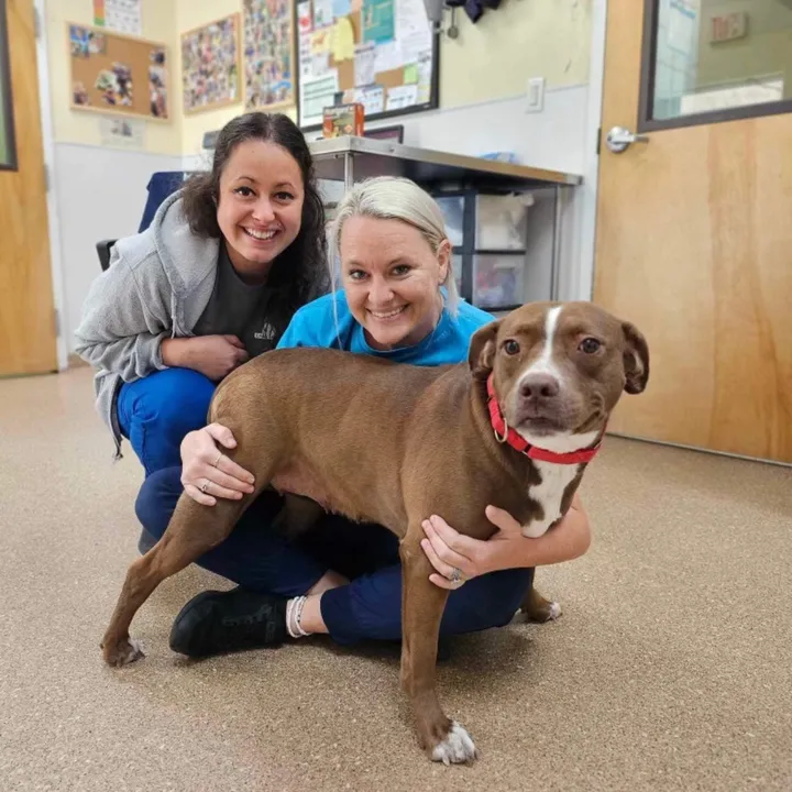 2vettechs