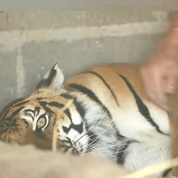 geolorvite1