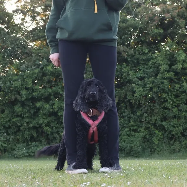 jess.the.agility.cocker