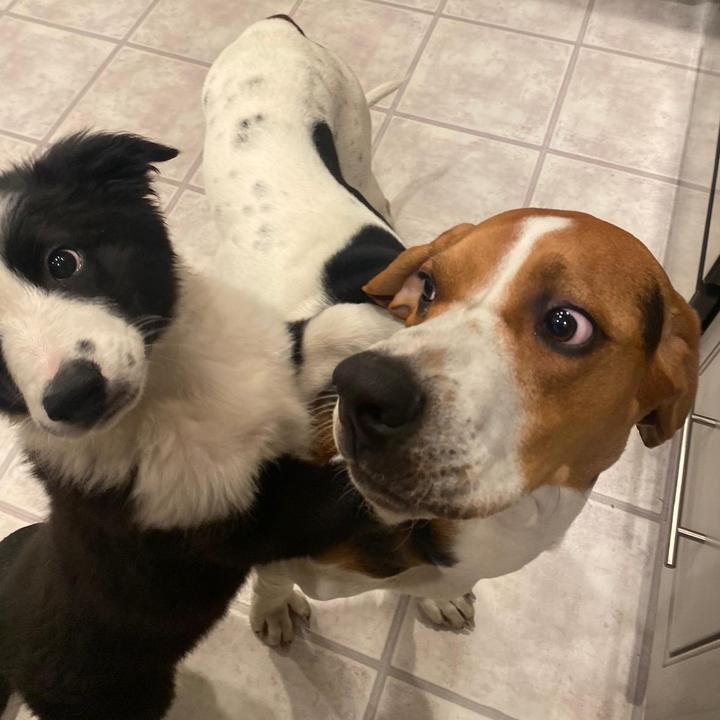 Baxter & Scout - suara asli