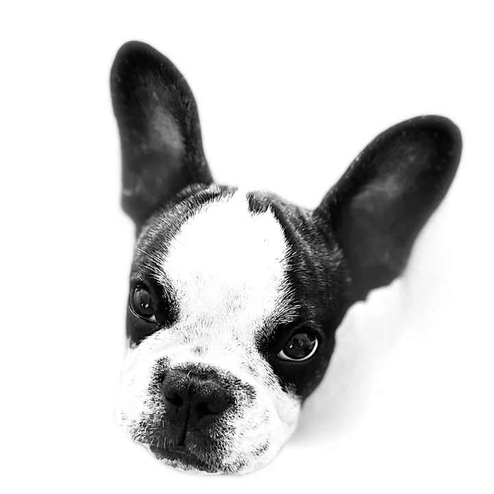odi_frenchie_