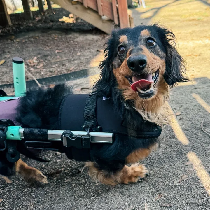 henrythe3leggedweenie