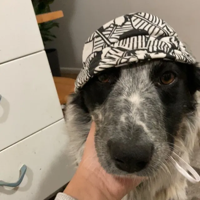 @rockiethebestdog