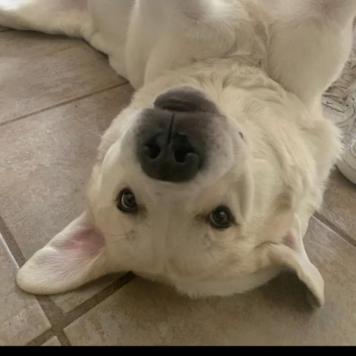 @_whatwouldplutodo
