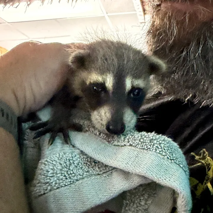 snacky_chan_the_raccoon