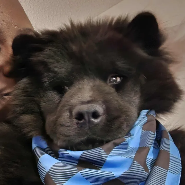 @draivynchowchow