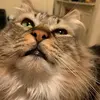 cat.ate.my.enchiladas