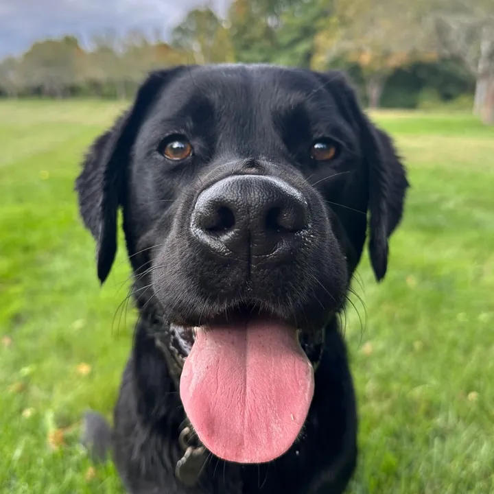 samandbrody