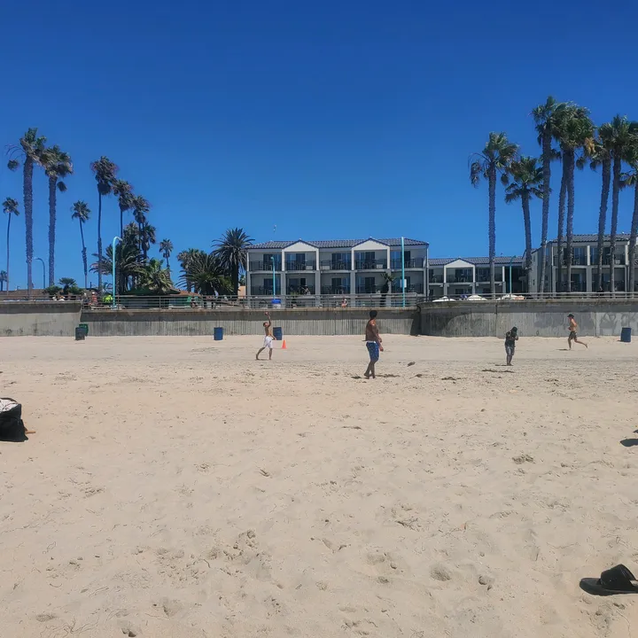 palmtreepov