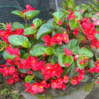 @treeplant_gardening