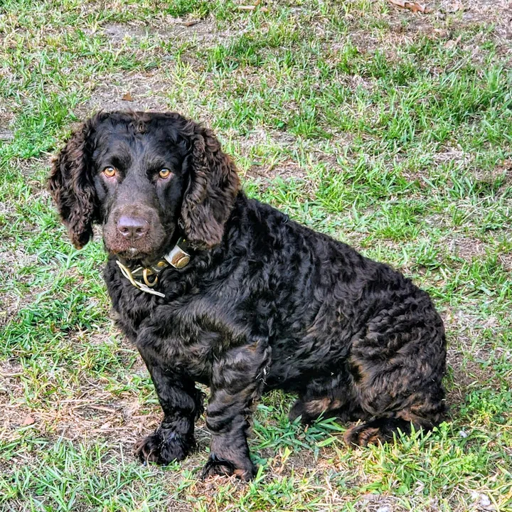 @hoss.the.bowlegge