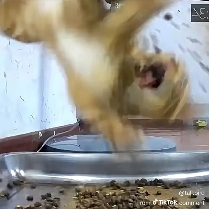 @whosagoodkittycat