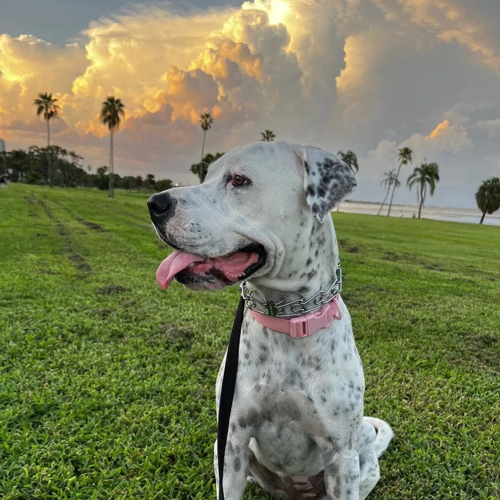 stellathebulldane