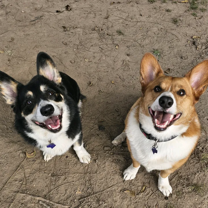 @barbercorgis