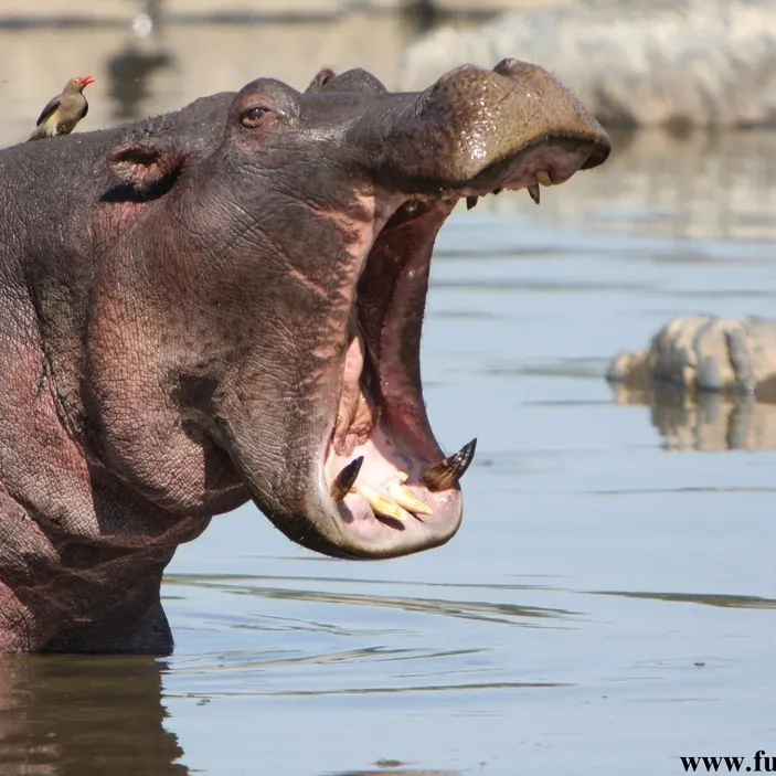 hipposzoo