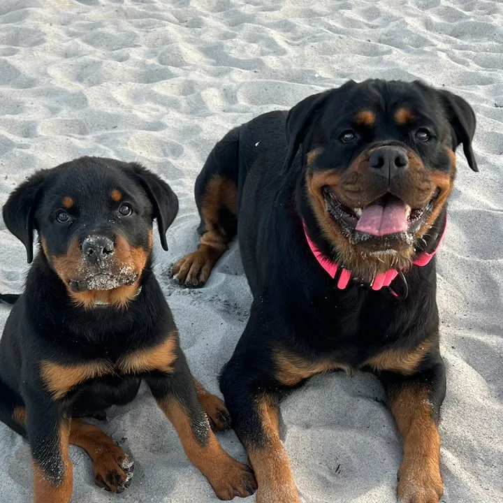 @rottiekings