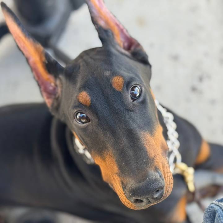 phantomthedobiesd
