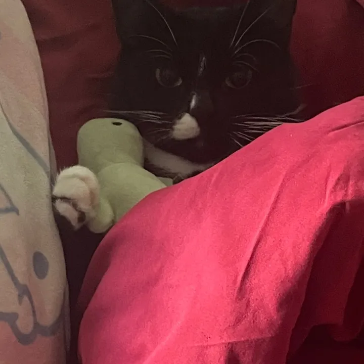@catsrsocute45
