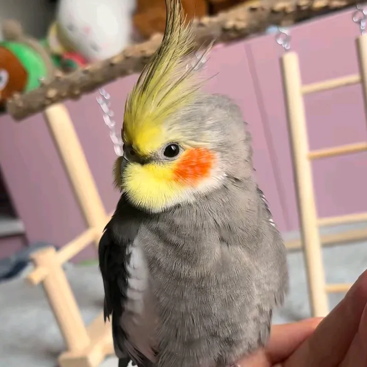 cute.bibi.cockatie