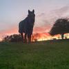 horses_594
