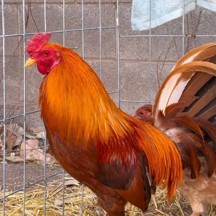 @sundowngamefarm