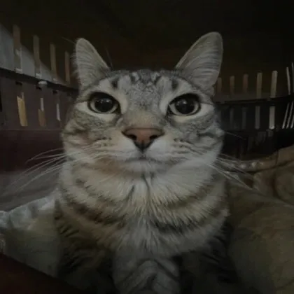 kst4rzzz