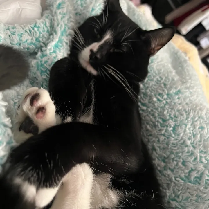 yourmoms.pillow