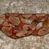 lia_k1