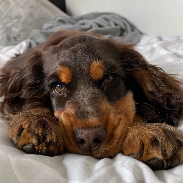 @cockerspanieltoby