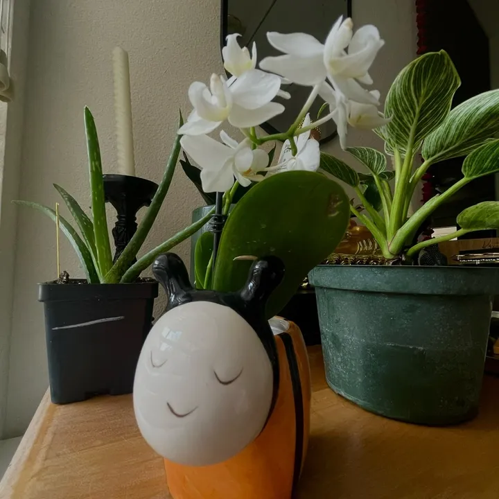 @queenbeans_plants