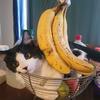 kitty.cats.0o0