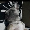 maggieadventurefrenchie